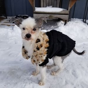 Chic Small Breed Knit Dog Sweater